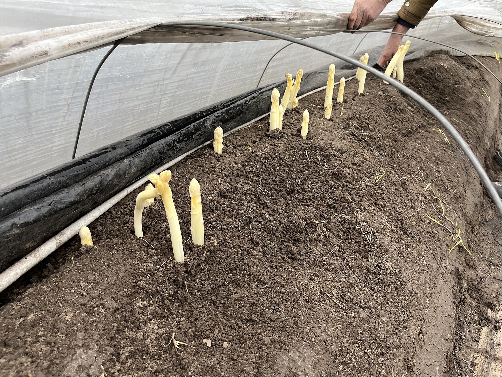 De eerste asperges voor dit aspergeseizoen 2023 hebben we gestoken!